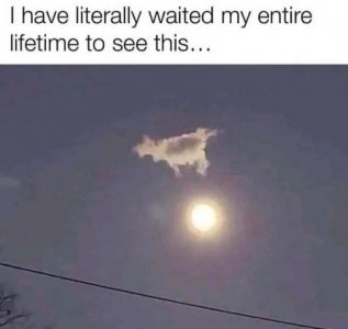cow moon.jpg