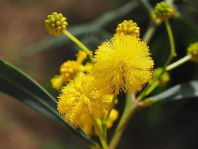 Golden-Wattle-3-1024x768.jpg