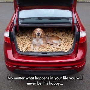 animal.jpg