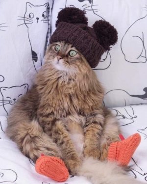cat2.jpg