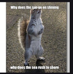 squirrel1.jpg