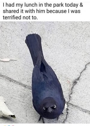 a funny crow.jpg