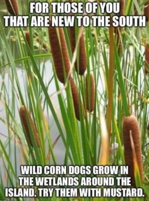 Corndog.JPG
