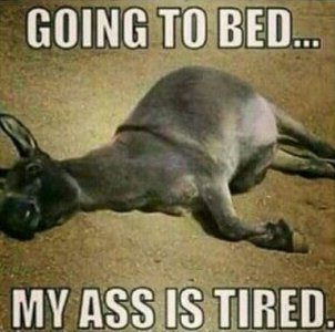 ass-night.JPG