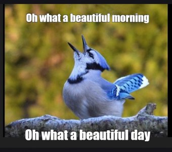 bluejay.jpg
