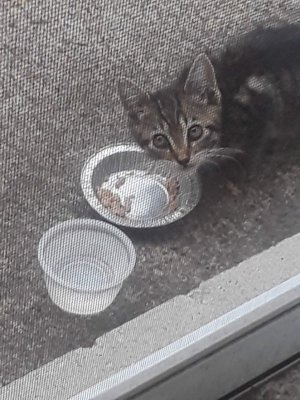Deja Kitten Eating.jpg Deja Kitten Eating.jpg