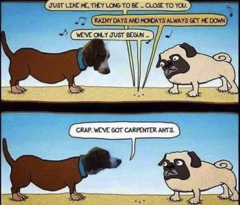 carpenter ants.jpg