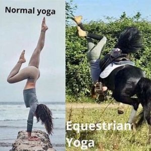 horse-yoga.JPG