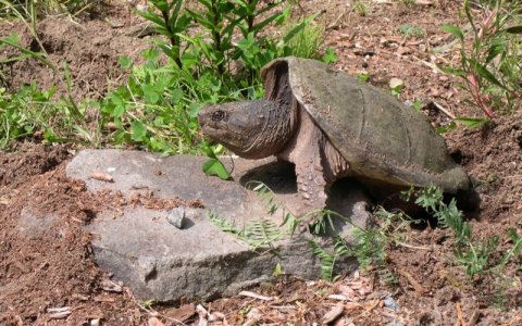 snapper.jpg