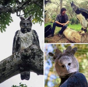 harpy eagle.jpg