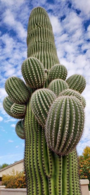 cactus.jpg