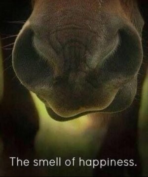 smell.jpg