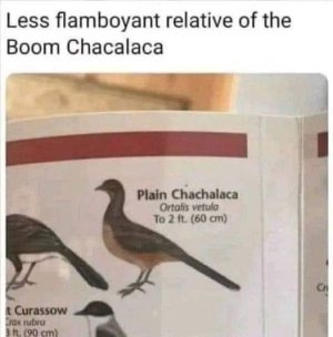 animal.jpg
