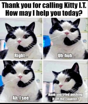 cat2.jpg
