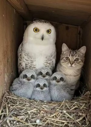 owl&cat.jpg