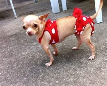 a chiua bikini.jpg