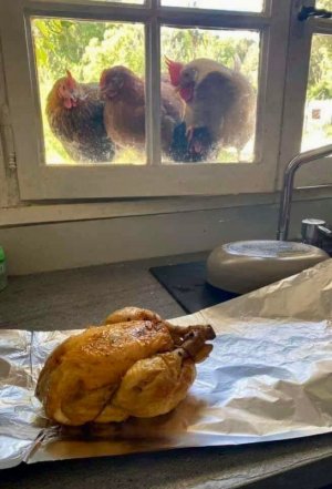CHICKEN JOKE.jpg CHICKEN JOKE.jpg
