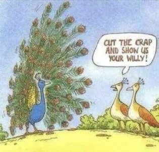 peacock.jpg
