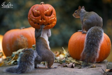 squirrel-steals-carved-pumpkin-max-ellis-1.jpg