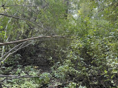 Understory.jpeg