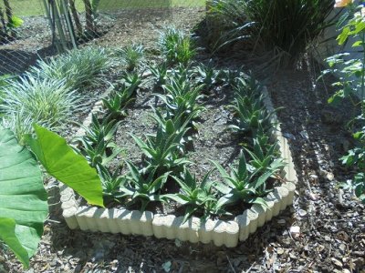Agave.JPG