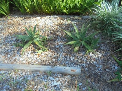 Agave and babies.JPG