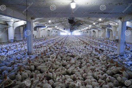 chicken barn.jpg