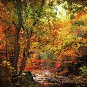 autumn-stream-ii-jessica-jenney.jpg