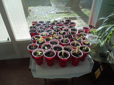 seedlings 9-25.JPG