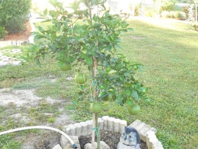 grapefruit 9-25.JPG