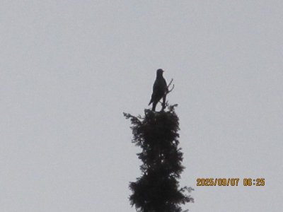IMG_1278.JPG