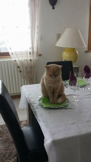 cat2.jpg