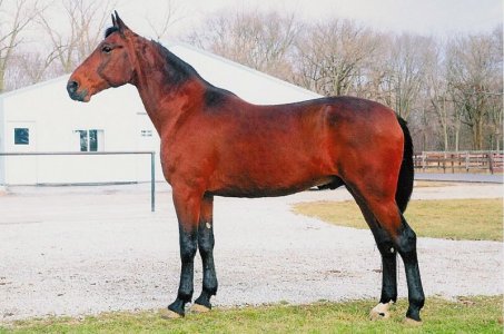 Standardbred.jpg