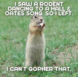 a rodent joke gopher.jpg
