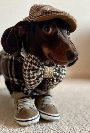 a cutey dog for dog thread.jpg
