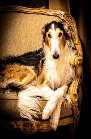 a pretty dog meme.jpg