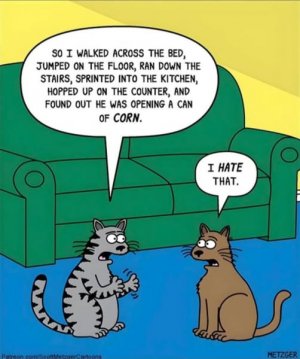 a cat cartoon funny.jpg