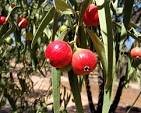 Quandong – Ausemade Quandong – Ausemade