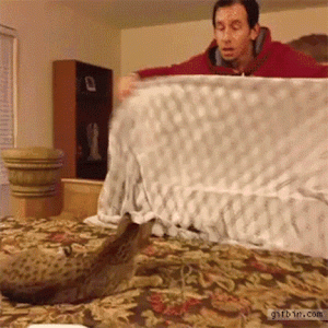 TrickTheCat-CR-ezgif.com-loop-count.gif