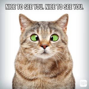 Hilarious-Cat-Memes-6.jpg