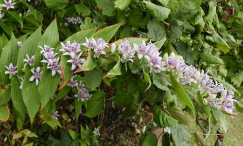 toad lily.jpg