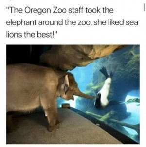 animal.jpg