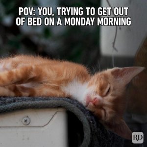 Hilarious-Cat-Memes-11.jpg