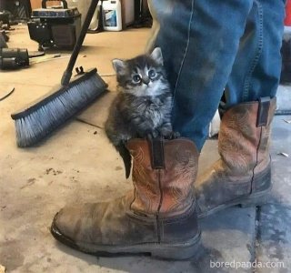 cat3.jpg