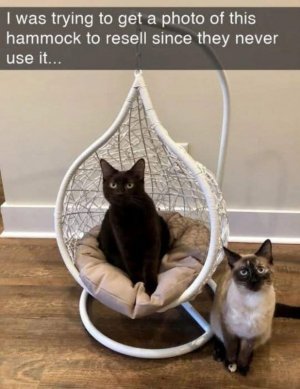 IMG_2428.jpeg