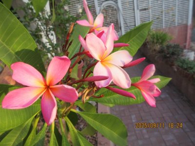 IMG_1393.JPG