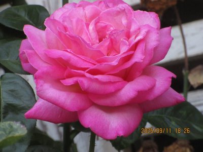 IMG_1394.JPG