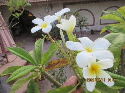 IMG_1396.JPG
