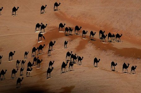 camels.jpg