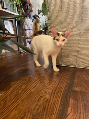 new cat.jpeg